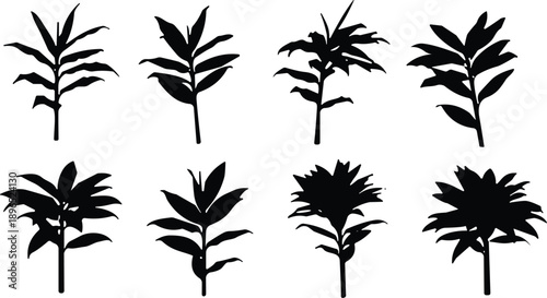 Stylized plant silhouette set, black botanical illustrations of diverse leaf shapes, foliage forms, nature elements for design and classification