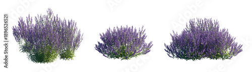 Perovskia atriplicifolia (Russian Sage, Azure Sage) Isolated PNG on a Transparent Background Premium Nature Cutout
