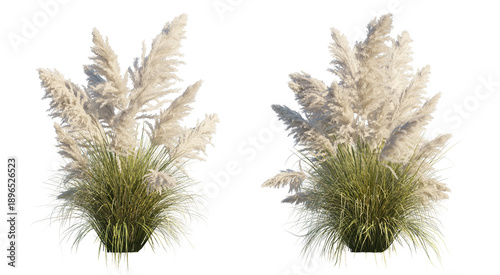 Konstfotografi Reed Pampas Grass Clump (Pampas Grass, Cortaderia selloana) Isolated PNG on a Tr