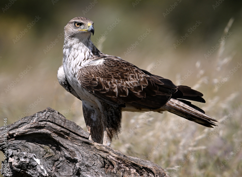 Fototapeta premium a beautiful Bonelli´s eagle in Extremadura, Spain