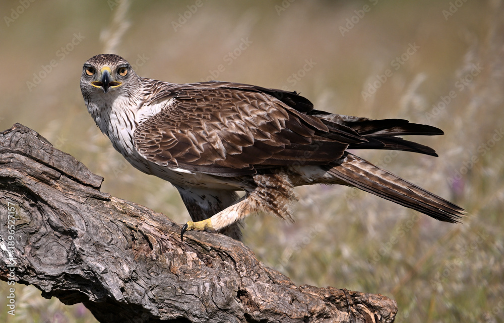 Obraz premium a beautiful Bonelli´s eagle in Extremadura, Spain