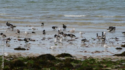 Oies Bernaches Cravant sur une plage en Bretagne