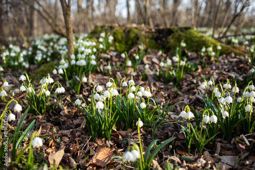 Leucojum. Spring snowdrop flowers. White flowers in the rays of sunlight. Snowdrops in the forest