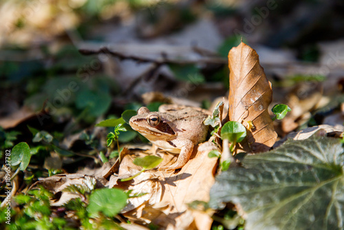 Rana temporaria. Frog in the forest. Grass frog among leaves