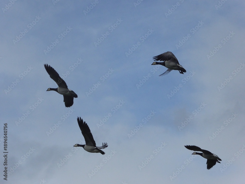 Obraz premium Barnacle geese in flight on a cloudy day near York, UK.