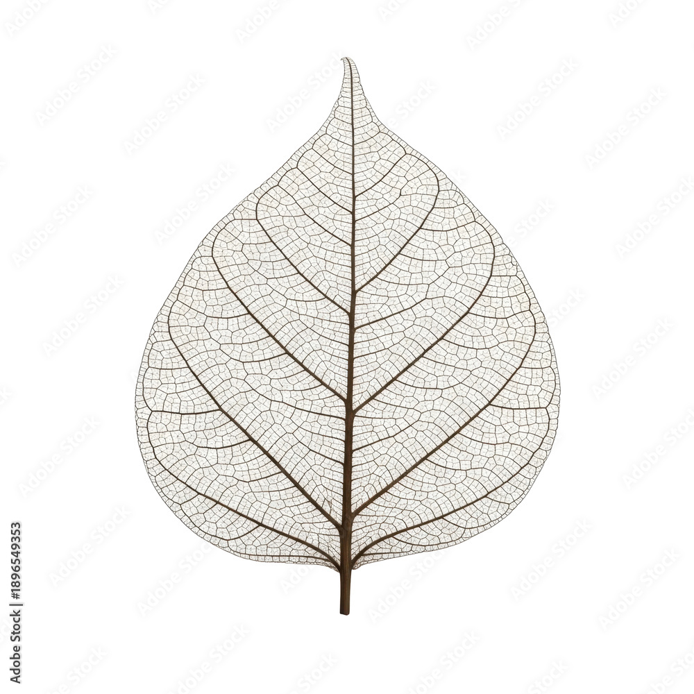 Obraz premium Skeleton leaf on