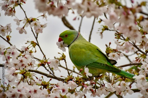 Foto Rose-ringed parakeet with a cherry blossom