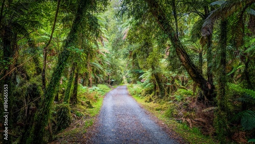 A path through tree fern forest on the west coast of New Zealand. A lush forest scene with a winding path leading through an abundance of tree ferns.