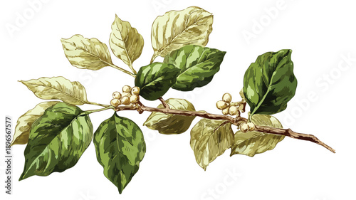 Coffee Plant with Leaves and Grains in Wide Angle Center View