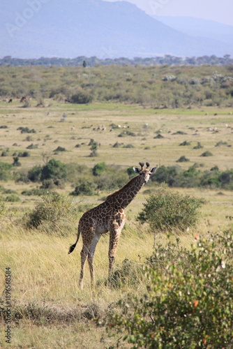 Photography giraffe in the savannah