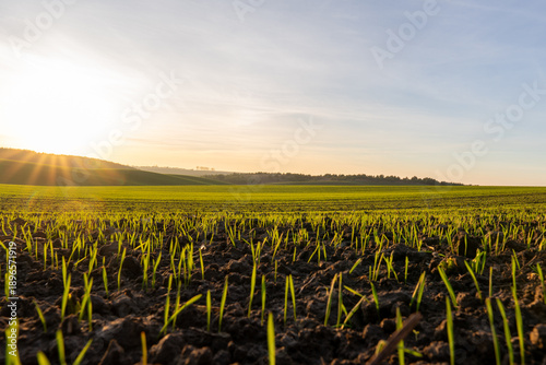 Fotografie Winter Wheat Seedlings Grow in a Field During Early Morning Hours on a Clear Day