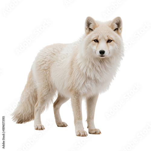 Arctic Fox Standing on White Background in Natural Pose During Daylight Hours