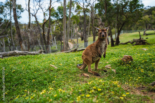 Kangaroos in Australia!