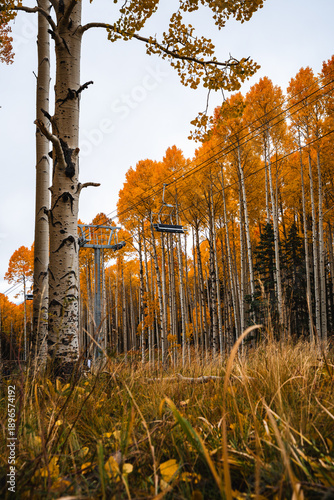 Fall foliage in Northern Arizona