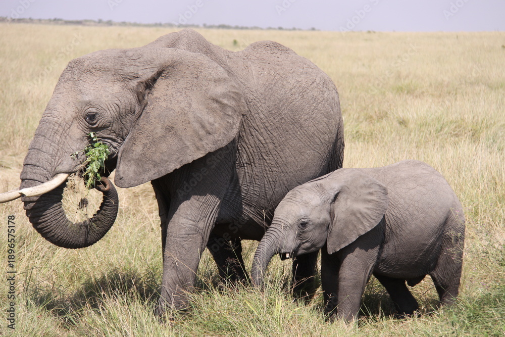 Fototapeta premium elephant