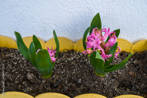 Pink Hyacinths Blooming in a Yellow Planter