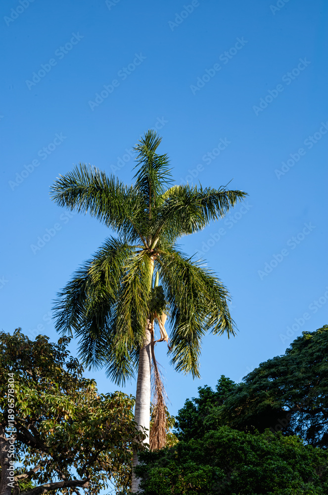 Fototapeta premium Tropical Trees Portrait Against Cerulean Blue Skies.