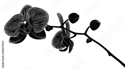 Elegant Orchid Flower Silhouette Vector Illustration with Outline