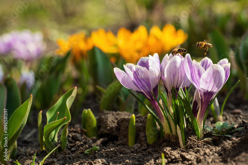 Bees are busy collecting nectar and pollen from vibrant purple crocus flowers, with golden yellow blossoms blurring in the background, signaling the arrival of spring and new growth in a garden