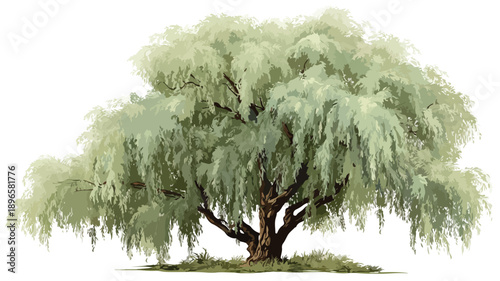 Elegant Willow Tree Clipart Vector Art and Illustration for Creative Projects
