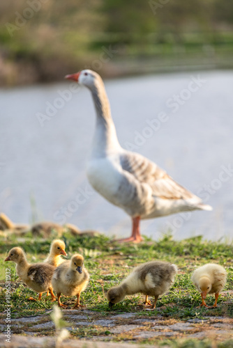Panoramic view of Tychero Lake and hotel Thrassa in Soufli region Evros Greece, a gaggle of young geese and ducks walking near to the lake on the green grass, geese family