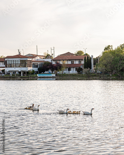 Panoramic view of Tychero Lake and hotel Thrassa in Soufli region Evros Greece, a gaggle of young geese and ducks walking near to the lake on the green grass, geese family