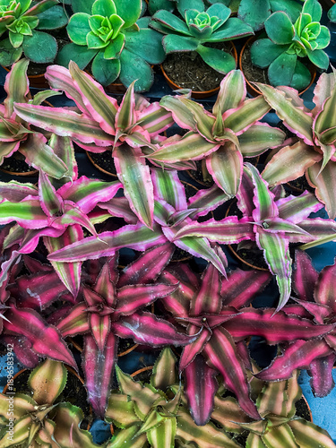 Natural background, Cryptanthus Bivittatus leaves close-up