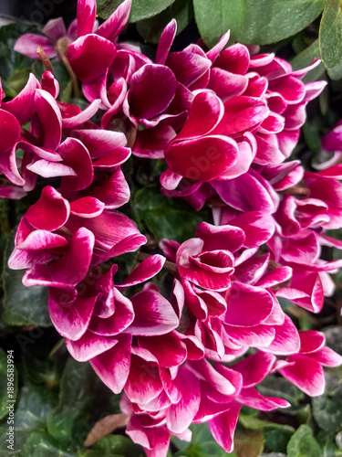 Close-up of pink blooming cyclamen. Natural floral background
