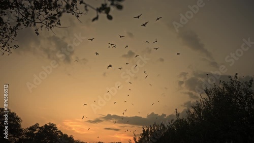 Silhouette of Bats Flying Overhead with Vibrant Sunset Sky