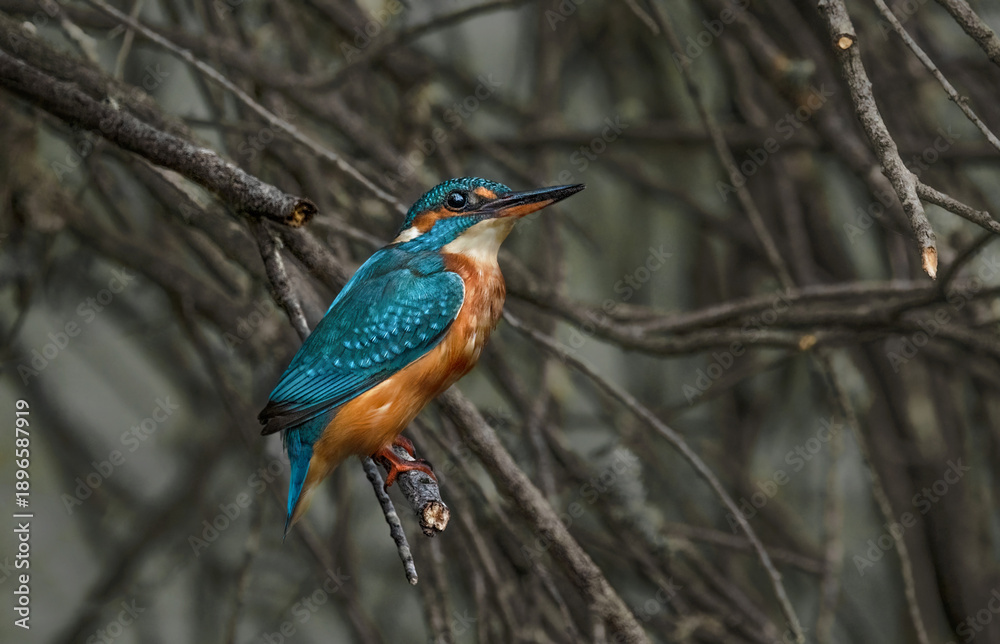 Fototapeta premium Close-Up Of A Eurasian Kingfisher (Alcedo Atthis)