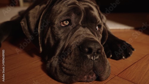 Close-up of young Cane Corso dog tired after a walk and lying on the floor in the house 4K