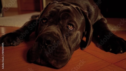 Close-up of young Cane Corso dog tired after a walk and lying on the floor in the house 4K