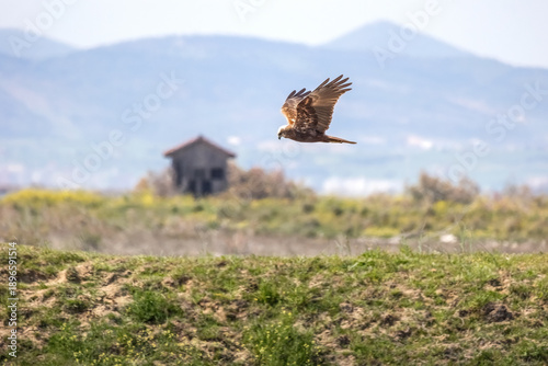 Bild auf Leinwand Flying Western Marsh Harrier (Circus aeruginosus), a bird of prey from Eurasia a