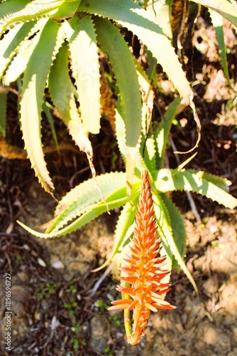 aloe vera plant