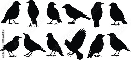 Canvas Print Group of black silhouettes of birds