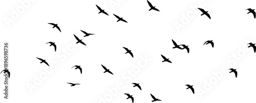Flock of Birds in Flight Silhouettes
