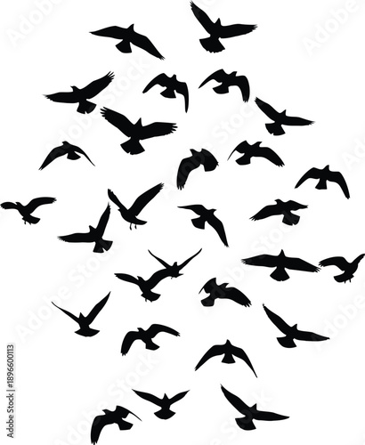 Dynamic Silhouettes of Birds in Flight