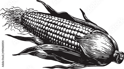 A black and white illustration of a corn cob with husk and leaves