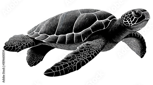 A detailed black and white illustration of a swimming sea turtle against a bright white background