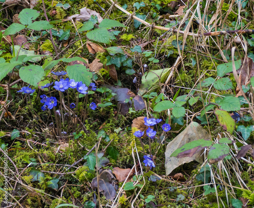 Wallpaper Mural Wilde blaue Leberblumen Torontodigital.ca
