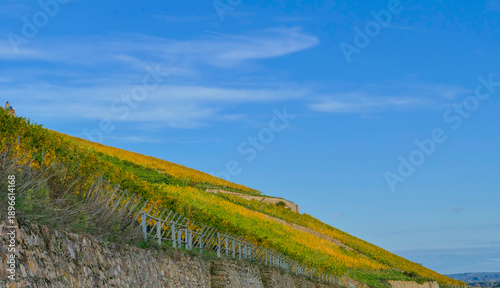 Herbstlich gefärbter Weinberg unter blauem Himmel