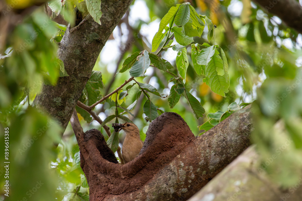 Fototapeta premium Rufous hornero arriving at its mud nest with an insect in its beak in Florestópolis Brazil