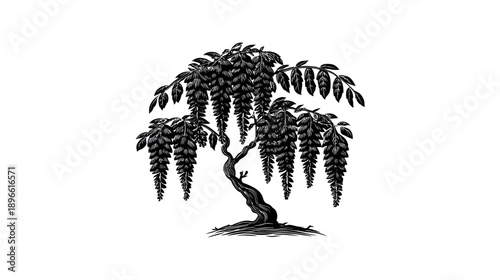 A black and white illustration of a weeping tree with long, hanging, flower-like clusters