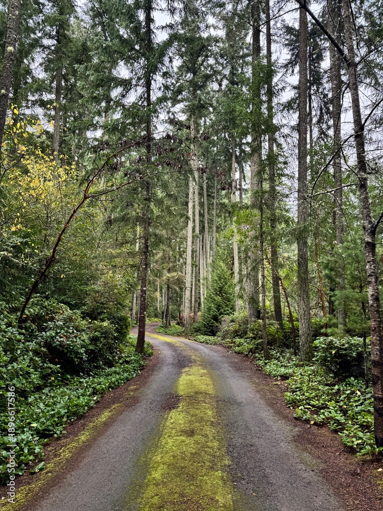 Obraz premium Curving forest road surrounded by tall evergreen trees