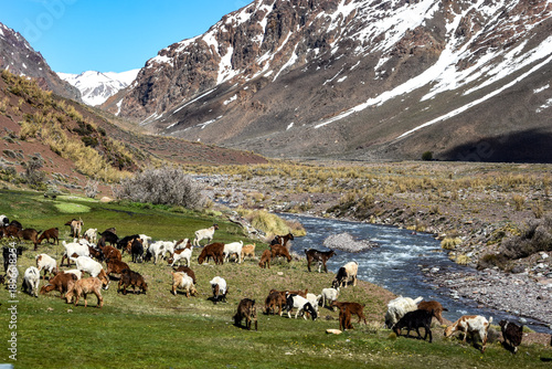 Bild auf Leinwand herd of sheep in mountains in Cordillera de los Andes from Mendoza