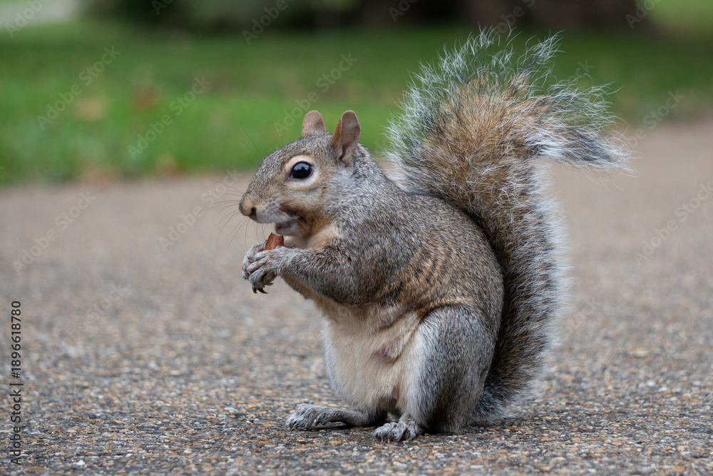 Obraz premium squirrel eating nut