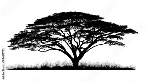 Silhouette of a large tree with expansive branches and a grassy foreground on a white backdrop