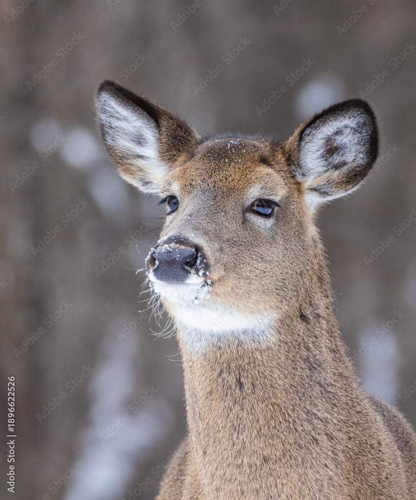 Obraz premium Young white-tailed deer (Odocoileus virginianus) portrait in winter