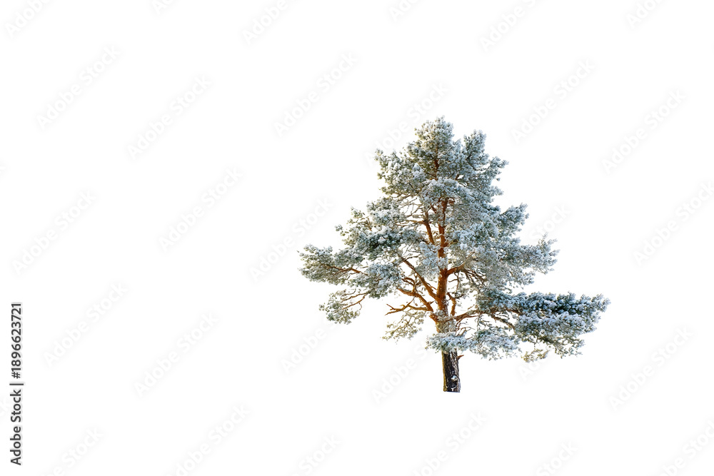 Fototapeta premium Lonely pine in snow field isolated on white background