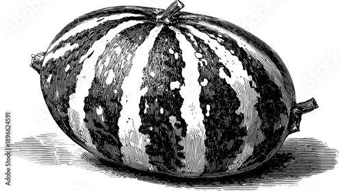 A black and white illustration of a ripe, striped fruit with stems, set on a bright background